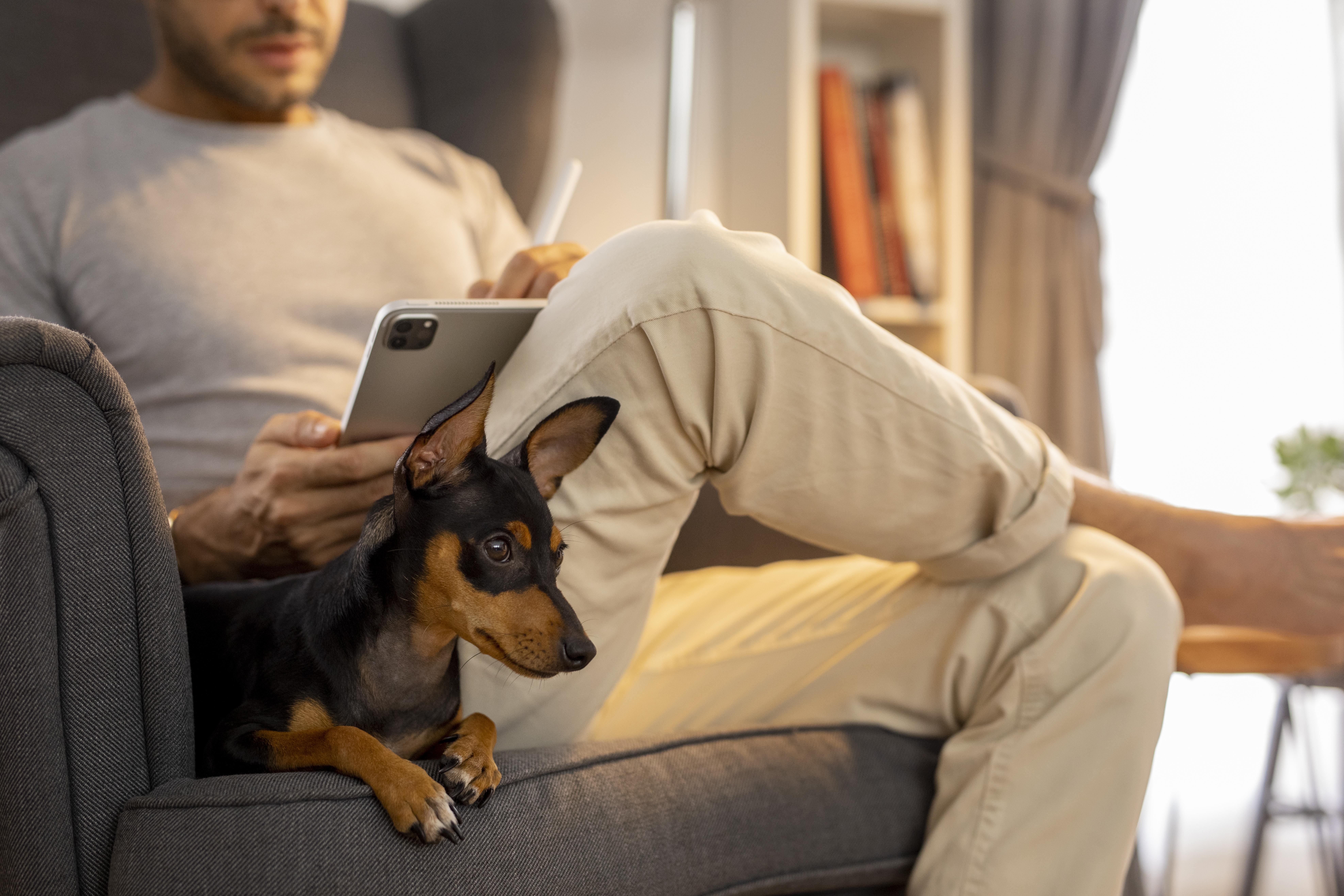 Image of a pet owner using PawPoint on a white couch with a miniature pinscher sitting next to the owner.