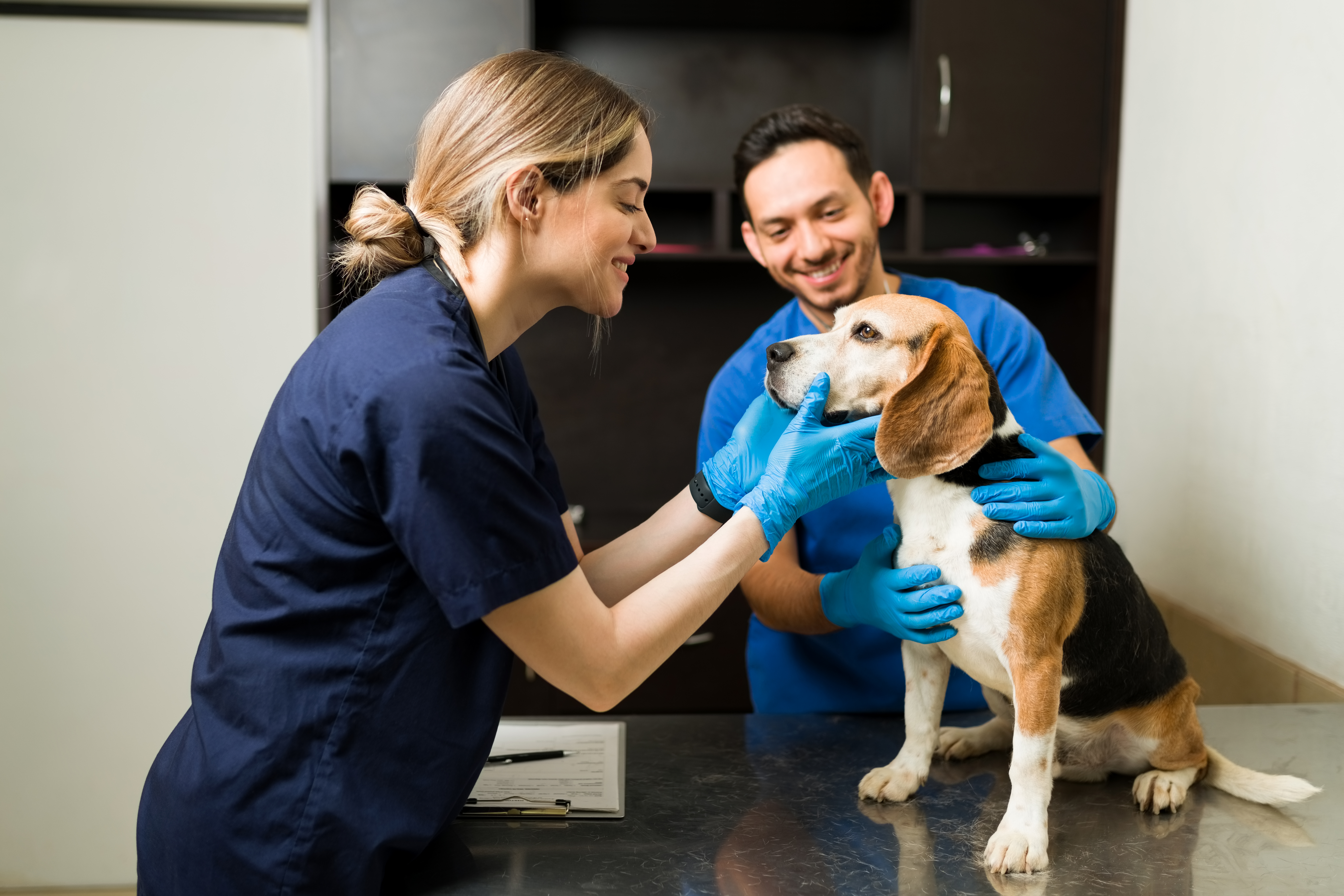 a young woman and young man(veternarians) are restraining a senior beagle for a physical exam. The beagle is sitting calmly while being examined ontop of the metal exam table.